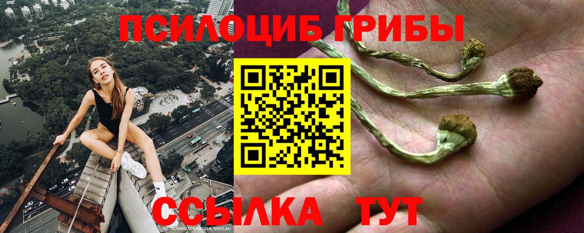 Саров  Псилоцибиновые грибы Psilocybine cubensis  Вход с VPN 